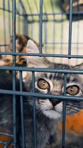 The video shows two kittens inside a metal cage. The kitten in the foreground is a tabby with grey and black fur and is looking towards the camera. The kitten in the background is a calico with brown, black, and tan patches and is grooming itself. The cage has vertical metal bars. The background is blurry and appears to be a wall with vertical stripes.