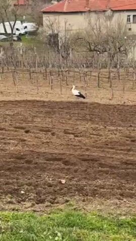 The video shows a white stork walking around in a tilled field on a sunny day. The bird has white plumage, black wing feathers, and a black tail. Its beak and legs are a reddish-orange color. In the background, there's a vineyard with bare vines and a building with a red tile roof. Beyond the vineyard are some white vans and bare trees. The foreground is focused on the dark-colored, freshly tilled earth. The stork periodically dips its head to the ground, presumably searching for food. There is green grass along the bottom of the frame.