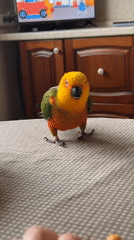 Sun Conure parrot next to a bowl of apricots, Khimki