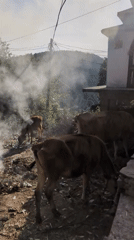 Daily life moments captured in Haini, India morning hours