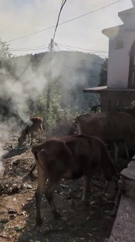Daily life moments captured in Haini, India morning hours