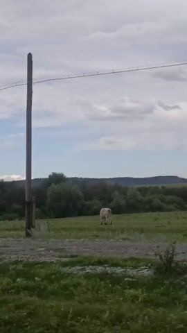 A video captures a rural landscape. A tall wooden pole stands prominently on the right side of the frame, supporting overhead wires. The foreground is a grassy area, with a gravel path extending across the middle ground. Beyond the path, a field of green grass stretches towards a dense line of trees that forms a natural horizon. In the distance, rolling hills or mountains are visible under a cloudy sky. The overall impression is one of a quiet, open countryside.