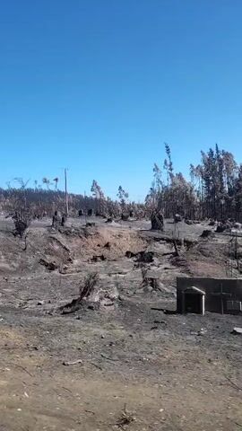The video shows a landscape that has been heavily impacted by a fire. The ground is covered with ash and charred debris.  Stumps and burnt remnants of trees are visible.  In the background, more burnt trees can be seen against a clear blue sky. A few trees still stand, but their branches are bare or bear only dead leaves. The landscape appears bleak and desolate.  The video is taken from a moving vehicle, with a road visible in the immediate foreground.