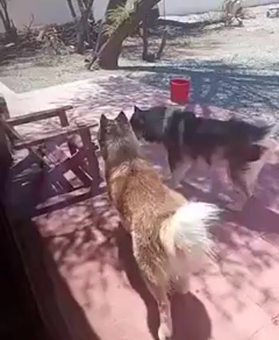 The video shows two husky dogs standing on a red-tiled patio. One husky is predominantly grey and brown, while the other is lighter with tan and white fur. The dogs are facing the camera and wagging their tails. In the background, there's a red bucket, a small tree, and what looks like an arid yard. A partially visible wooden chair sits to the left of the dogs. The footage seems to be taken from inside a building, looking out through a doorway or window. The lighting suggests it's a sunny day, as shadows from the tree are cast on the patio.
