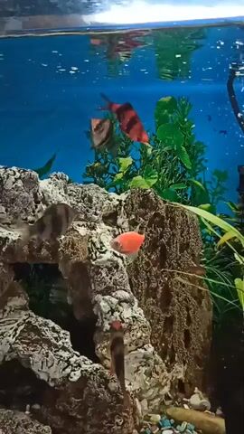 The video shows an aquarium with several fish swimming inside. The aquarium has a rocky structure with a cave, as well as some green plants. There are at least two types of fish visible: one with black and red stripes, and another that is reddish orange. The water is clear and the background is blue. There is an air bubble pipe on the right side.