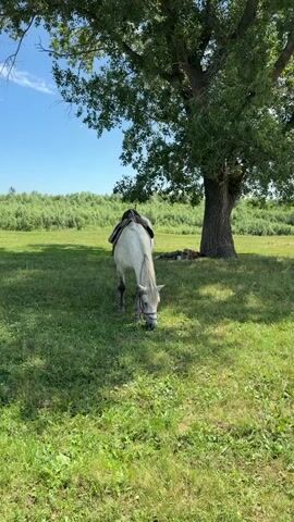 A white horse with a saddle grazes in a grassy field. The horse is positioned to the left of a large tree, whose branches cast a shadow over the ground. To the right, in the shade of the tree, a person wearing camouflage clothing lies on their side. They are holding a cell phone in their right hand and appear to be looking at it. A thermos is next to the person. The background consists of a line of green trees and a clear blue sky.