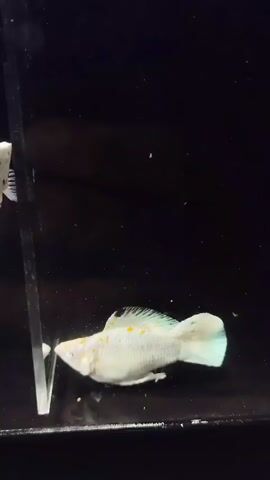 The video shows a light-colored fish with orange markings swimming in a dark aquarium. The fish is mostly white with a pale blue tail fin. The aquarium appears to be a small tank or container with a dark background. There are some particles visible in the water. The fish swims from left to right, then turns around and swims back towards the left. It appears to be healthy and active.