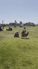 Ordinary morning scenes documented across Tel Aviv parks and beaches