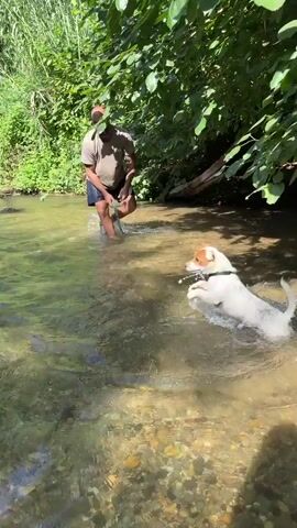 This video shows a man and his dog playing in a shallow, rocky creek on a sunny day. The man, who appears to be of Middle Eastern descent with a shaved head and beard, is wearing a light brown t-shirt and dark shorts. He is holding a leash in his right hand and wading in the water. The dog, a small white terrier mix with tan markings on its head and ears, is actively splashing and playing in the water, sometimes rolling over. The creek is surrounded by lush green foliage and trees, suggesting a natural, outdoor setting. The water is clear, allowing the rocky creek bed to be visible. The sunlight creates dappled patterns on the water and the surrounding vegetation. The overall mood is playful and relaxed, indicative of a pleasant recreational activity. The context provided places this scene in the Mevoot HaHermon Regional Council in Israel.
