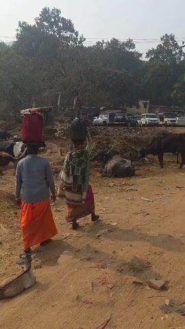 The video depicts an outdoor scene in a rural or semi-rural area. Two women are walking away from the camera, each carrying a container on their head. They are walking across a dirt ground with scattered straw and debris. Several cows, some black and white, are standing or lying down in the area. A small deer-like animal is lying on the ground near the bottom of the frame. In the background, there are trees, simple buildings, and a few vehicles parked further away. Several people are gathered near a large green container interacting with the cows. The overall setting suggests a village or rural environment with livestock and people going about their daily activities.