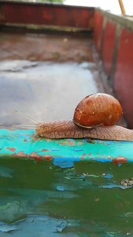 A close-up, side-view, low-angle shot captures a snail slowly crawling up a painted metal pole. The snail's shell is a glossy brown with subtle orange patterns, and its body is a pale, translucent beige. Two long, thin tentacles extend from its head, and what appear to be two smaller eye stalks are also visible. The snail is positioned on the right side of the frame, clinging to a surface that is painted green with patches of peeling blue and reddish-brown paint showing through.

To the left of the pole, a blurred background suggests an industrial or utilitarian setting. A red, corrugated metal surface is visible in the upper left corner, and a darker, textured surface with streaks of brown and white fills the lower left. In the far distance, through a gap in the structures, hints of green foliage and a bright, overcast sky suggest an outdoor environment.

The lighting is soft and diffused, indicating it is likely daytime, possibly overcast, as there are no harsh shadows. The overall mood is quiet and focused on the snail's deliberate movement. There is no visible text in the media file. The scene, with its weathered metal and hints of outdoor nature, could be an industrial area on the outskirts of a rural settlement, consistent with the provided location context of Novapahostskaye rural council, Belarus.