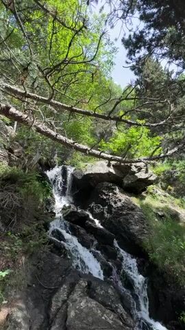 The video opens with a static shot of a multi-tiered waterfall cascading over dark rocks amidst a lush green forest. Sunlight filters through the overhead canopy, highlighting vibrant green leaves and conifer trees. A large, gnarled fallen branch hangs horizontally across the upper third of the frame. The camera then slowly pans downwards, following the water as it merges into a bubbling stream flowing over smaller rocks and through verdant undergrowth. The sound of rushing water is constant throughout the video.