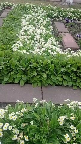 The video shows a garden bed with rows of white primrose flowers and green foliage. Gray concrete slabs are laid in between the rows, forming a pathway. The camera pans slightly, focusing on the details of the flowers and leaves. Some plants have more leaves than flowers. The scene is shot outdoors in daylight.