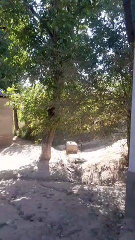 The video shows a tree with green leaves on a sunny day. The tree is in front of a building. The ground is covered in sand. There is a wooden object in the background.