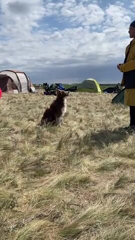 A brown and white dog is standing on its hind legs in a grassy field, facing a person. The person is standing to the right of the dog and is wearing a yellow jacket and black pants. The person is holding something in their hand, possibly a treat, and appears to be interacting with the dog. In the background, there are several tents and a cloudy sky. The overall scene suggests an outdoor activity or camping trip.