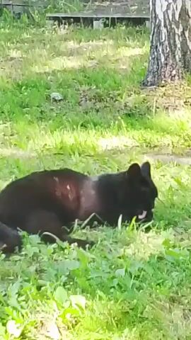 A black cat with a reddish-brown patch on its back is lying in green grass near a tree with a white and grey trunk. The cat is facing towards the right side of the frame, with its head down as if eating or sniffing the grass. Sunlight is casting shadows on the grass, suggesting it is daytime. In the background, there is a wooden structure and more green foliage. The scene appears to be an outdoor setting, possibly a yard or park, in a rural or suburban area. The cat's posture suggests a moment of calm or focused activity in its natural environment. There is no visible text in the media file.