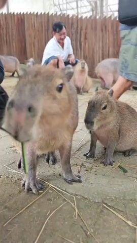 A man in a white shirt kneels behind two capybaras, one larger and closer to the camera, and the other smaller and to its right. The larger capybara is being fed a green stalk by a person whose hand and arm are visible on the left side of the frame. Another person in a colorful shirt and patterned shorts stands to the right of the smaller capybara, with another person partially visible behind them. In the background, several other capybaras are visible, and a wooden fence encloses the sandy area. The capybara in the foreground is looking directly at the camera.