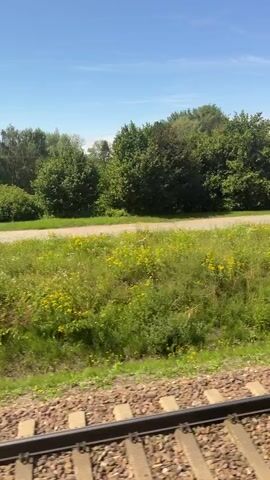The video shows a view from a train as it moves through a rural landscape. In the foreground, train tracks with gravel ballast and wooden sleepers are visible. Beyond the tracks, there is a strip of green grass dotted with small yellow and white wildflowers. Further back, a dirt road or path runs parallel to the tracks, bordered by more green vegetation. In the middle ground, a light-colored building, possibly a house, is partially obscured by trees. Beyond that, a large field of dry, golden-brown crops, likely wheat or barley, stretches towards the horizon. The sky is a clear, bright blue with a few wispy white clouds. The overall impression is of a sunny day in the countryside.