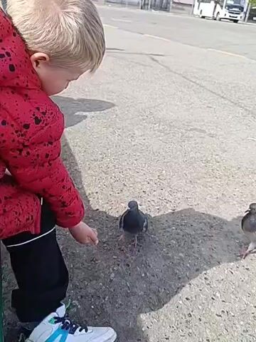 A young child with blond hair is standing on a paved surface, likely a street or sidewalk. The child is wearing a red jacket with dark spots, black pants, and white sneakers with blue and green accents. The child's left hand is outstretched towards a group of pigeons on the ground. There are at least five pigeons in the immediate area, most of which are gray in color. One pigeon briefly flaps its wings. In the background, there's a building and a white vehicle that appears to be a van or bus. The scene is bathed in sunlight, creating shadows of the child and the pigeons on the pavement. The camera remains static throughout the short clip.