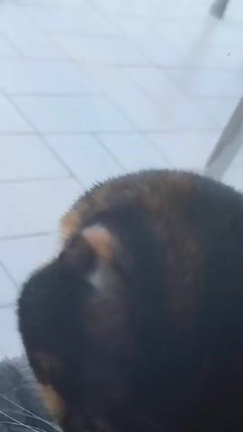 A close-up shot shows a calico cat looking down and to the left. Its fur is primarily white on its face and chest, with patches of black and orange on its head. The background appears to be a tiled surface. The cat meows.