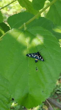 Striking moth with orange bands rests on a broad green leaf