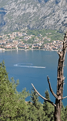 Morning scenes captured in Škaljari: boat circles bay, tortoise crosses path