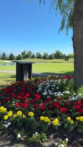 The media showcases a bright, sunny day at a golf course. In the foreground, a vibrant flower bed bursts with red, yellow, and white blossoms. A dark, rectangular structure stands behind the flowers.

To the left of the flower bed, a red and black utility vehicle, possibly a groundskeeping cart, is parked on the lush green grass. A yellow hose is coiled on the ground nearby. The vehicle has a black bed in the back, and a white bucket is visible inside it. The word "TORO" is printed on the side of the vehicle's bed.

In the background, a serene pond reflects the clear blue sky. Beyond the pond, rolling green fairways of the golf course stretch towards a line of trees. A safety net, commonly found on driving ranges, is visible in the distance, along with more trees and a mountainous backdrop. The overall scene evokes a sense of peace and a well-maintained outdoor environment, characteristic of a golf course on a pleasant day. The time of day appears to be late morning or early afternoon due to the bright sunlight and clear sky. There are no people visible in the media.