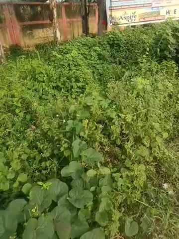 The video displays an overgrown patch of green foliage, likely weeds and vines. In the background, a wall or fence can be partially seen, along with a sign that appears to be an advertisement. The camera pans across the dense vegetation, obscuring any clear view of the ground or its surroundings.