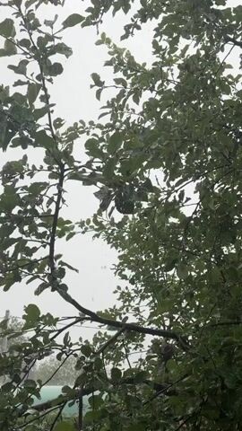 The video captures a close-up view of branches and green leaves of a tree against a cloudy sky. Rain is falling, with visible streaks of water against the overcast background. The leaves are wet, and some water droplets can be seen clinging to them. In the lower portion of the frame, partially obscured by the foliage, are hints of a roof and a building, suggesting an outdoor, possibly residential, setting during a rain shower. The focus is on the natural elements of the tree and the rain.