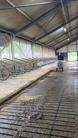 A man is pushing a wheeled cart inside a large barn or stable. The cart has a large metal bin on it, and it appears to be dispensing a white powdery substance onto the floor. The floor is a slatted surface with a trough running alongside it. There are metal stalls or dividers extending from the wall on the left side of the frame. The man is wearing dark clothing. The environment is a working agricultural facility.