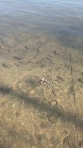 A fishing bobber floats on the surface of clear, shallow water. Small fish swim around a piece of bait that is splashing in the water. The sandy bottom is visible, with some rocks and debris. A fishing line extends from the top right of the frame into the water.