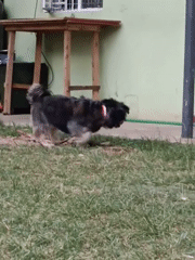 Small dog digs in grass, pauses for passerby in Nairobi