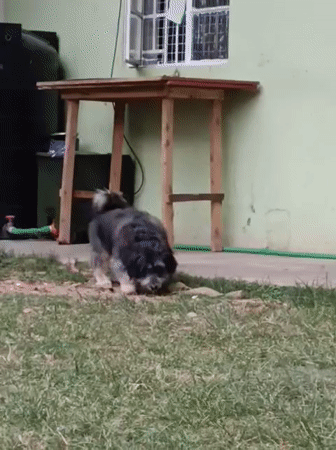 Small dog digs in grass, pauses for passerby in Nairobi
