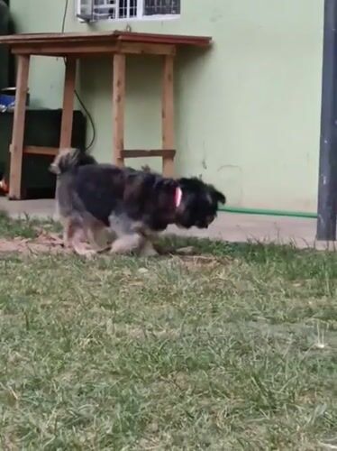 Small dog digs in grass, pauses for passerby in Nairobi