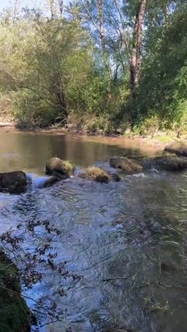 A slow-moving stream flows over moss-covered rocks. Trees with green leaves form a dense canopy over the stream. The sunlight filters through the leaves, creating dappled patterns on the water. The stream appears to be in a natural, undeveloped area.