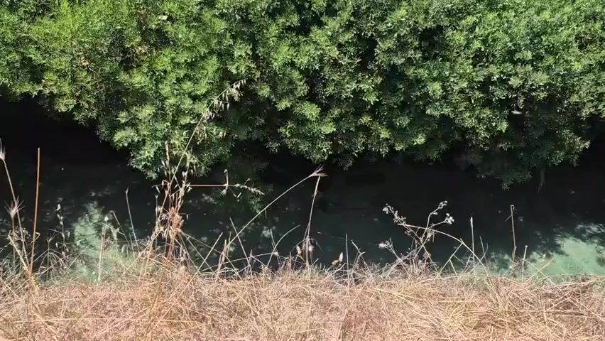 The video shows an aerial view of a narrow waterway choked with green algae. Dense green foliage lines both banks of the waterway, casting shadows on the water. Dry, yellowed grass occupies the foreground of the scene.
