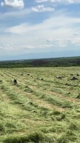 The video shows a field of freshly cut grass with several storks foraging in it. The storks are large, white birds with black wingtips and long red legs and beaks. They are spread out across the field, walking and pecking at the ground. The grass is green and cut in rows. In the background, there is a line of trees and then a distant mountain range under a blue sky with scattered white clouds. The camera is stationary and provides a wide shot of the scene.