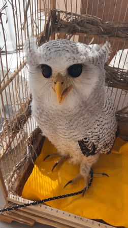Caged owl up close in Kuta Selatan, Bali