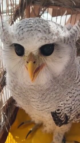 Caged owl up close in Kuta Selatan, Bali