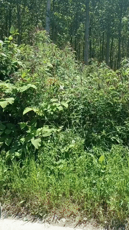 Cyclist explores rural paths along Po River near Brescello