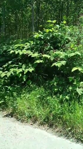 Cyclist explores rural paths along Po River near Brescello