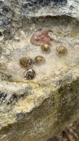 This video is a close-up shot of a rock pool containing marine life. There are five limpets on the rocky surface, with textured, conical shells in shades of brown and gray. In the upper portion of the pool, there is a small, translucent pink jellyfish with visible tentacles. The water in the pool is clear, allowing for a clear view of the organisms and the textured rock beneath. The surrounding rock is light-colored and weathered, with visible striations. The lighting suggests it is daytime, likely outdoors.