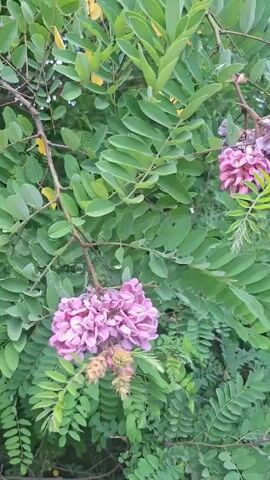 A close-up video captures a cluster of pink flowers, possibly wisteria, hanging from a branch surrounded by green leaves. A bee can be seen interacting with the flowers towards the end of the clip. The video appears to be taken outdoors, in a natural setting.