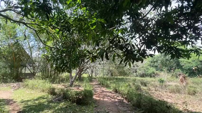 The video shows a dirt path leading through a lush, green area. There are trees overhead, casting shadows on the ground, and foliage on either side of the path. In the distance, a structure with a thatched roof can be seen through the trees and bamboo. The camera angle is steady and provides a clear view of the scene. The overall impression is one of a tranquil, natural setting.