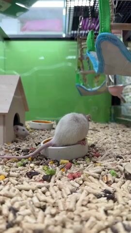 Here's a description of the video:

The scene is inside a pet cage, filled with wood-based bedding. A small, white mouse is partially inside a food bowl, head buried inside and rump exposed. Another white mouse with dark markings peeks out from inside a small wooden house. The cage contains other food dishes and a fabric hammock-like structure hanging from above. The background is a solid green color, suggesting the wall behind the cage. The focus is on the mice and their immediate surroundings within the cage.
