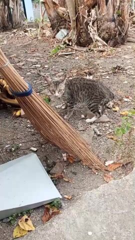 A tabby cat stands on the ground next to a broom. The cat is facing left with its tail tucked. The ground is covered with dirt, leaves, and debris. In the background are trees.