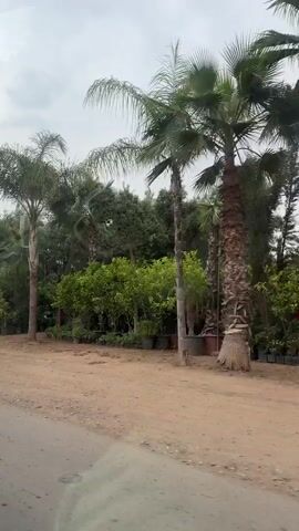 The video shows a roadside scene, likely filmed from a moving vehicle, under an overcast sky. Initially, the camera captures an array of green plants, including several palm trees and other leafy varieties, many housed in black pots, indicating a plant nursery or garden center. A dirt path runs alongside a paved road.

Around the 0:02 mark, a person wearing a light-colored puffer jacket, dark trousers, and a baseball cap is seen riding a blue and black motorcycle away from the camera. The motorcycle has a red mudflap with the word "DOCKER" printed on it. The rider travels along the dirt path, passing by more lush vegetation, a tall bare tree, and a simple green building with what appears to be tires displayed outside. The general setting suggests a rural or semi-rural area in Ourika, Morocco.
