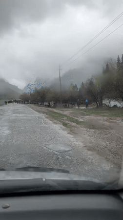Cattle drive captured on rainy morning in Kyrgyzstan mountains