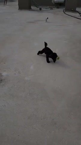 This is a first-person perspective video taken from a slightly elevated viewpoint, looking down at a concrete floor. The concrete appears to be textured and somewhat worn, with some lighter patches and a few small debris or imperfections. In the background, there are what appear to be structural elements, possibly walls or pillars, with some piping and electrical conduits visible. To the right of the frame, a black object, possibly a furry animal or a shadow, is partially visible. The lighting is dim, suggesting an indoor or dimly lit outdoor environment. The video appears to be a still shot or a very slow pan.
