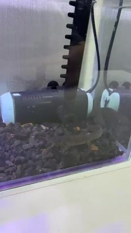 A small, mottled brown amphibian, possibly a salamander or newt, rests on dark gravel at the bottom of a glass aquarium. A black and light blue submersible water filter is partially visible in the upper left of the frame, with its intake tube extending upwards. The amphibian briefly moves its front right leg before settling again. The gravel substrate also contains a few scattered lighter-colored pebbles. The glass of the aquarium reflects the filter unit on the right side of the frame.